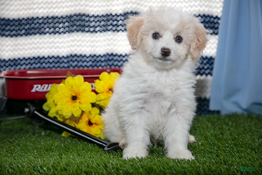 Mini Aussiedoodle dogs for sale: Pooch - Ad 1