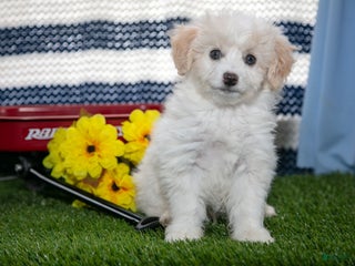 Mini Aussiedoodle dogs Pooch - Ad 33