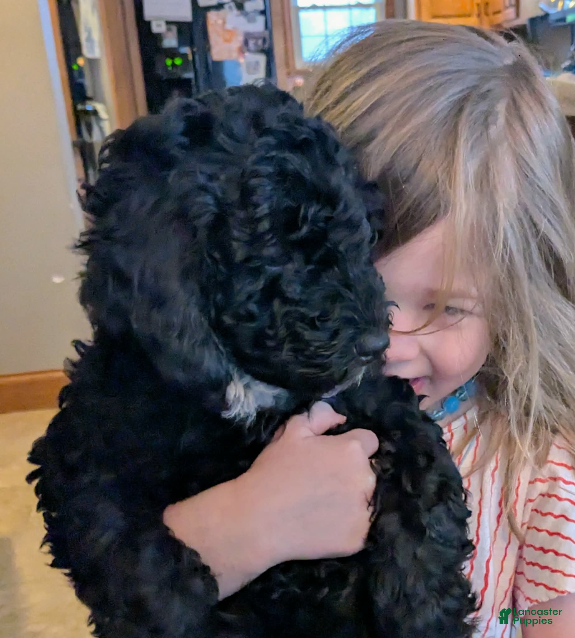 Mixed Breed dogs Mini Golden Mountain Doodle Puppy 1 - Ad 2