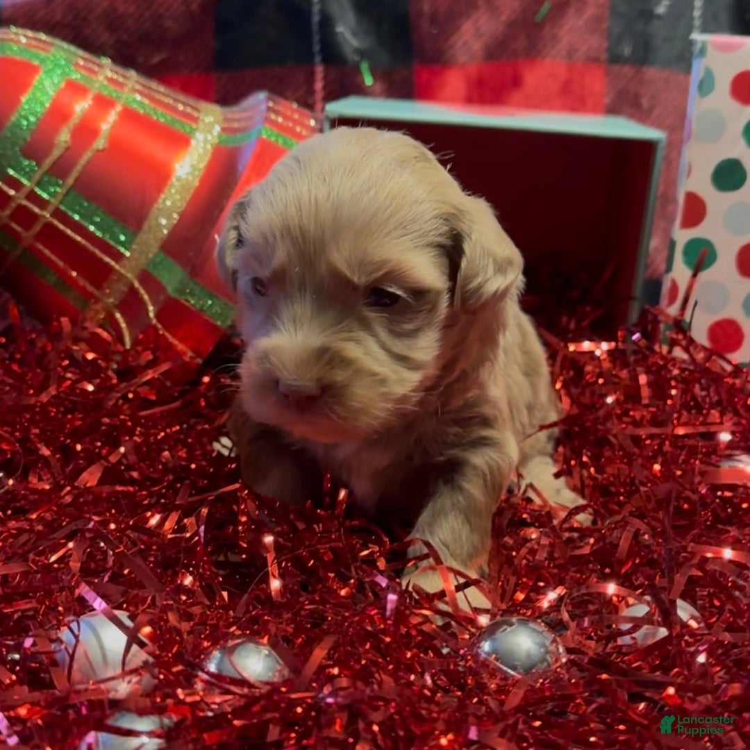 Mini Goldendoodle dogs for sale: Robin - Ad 4