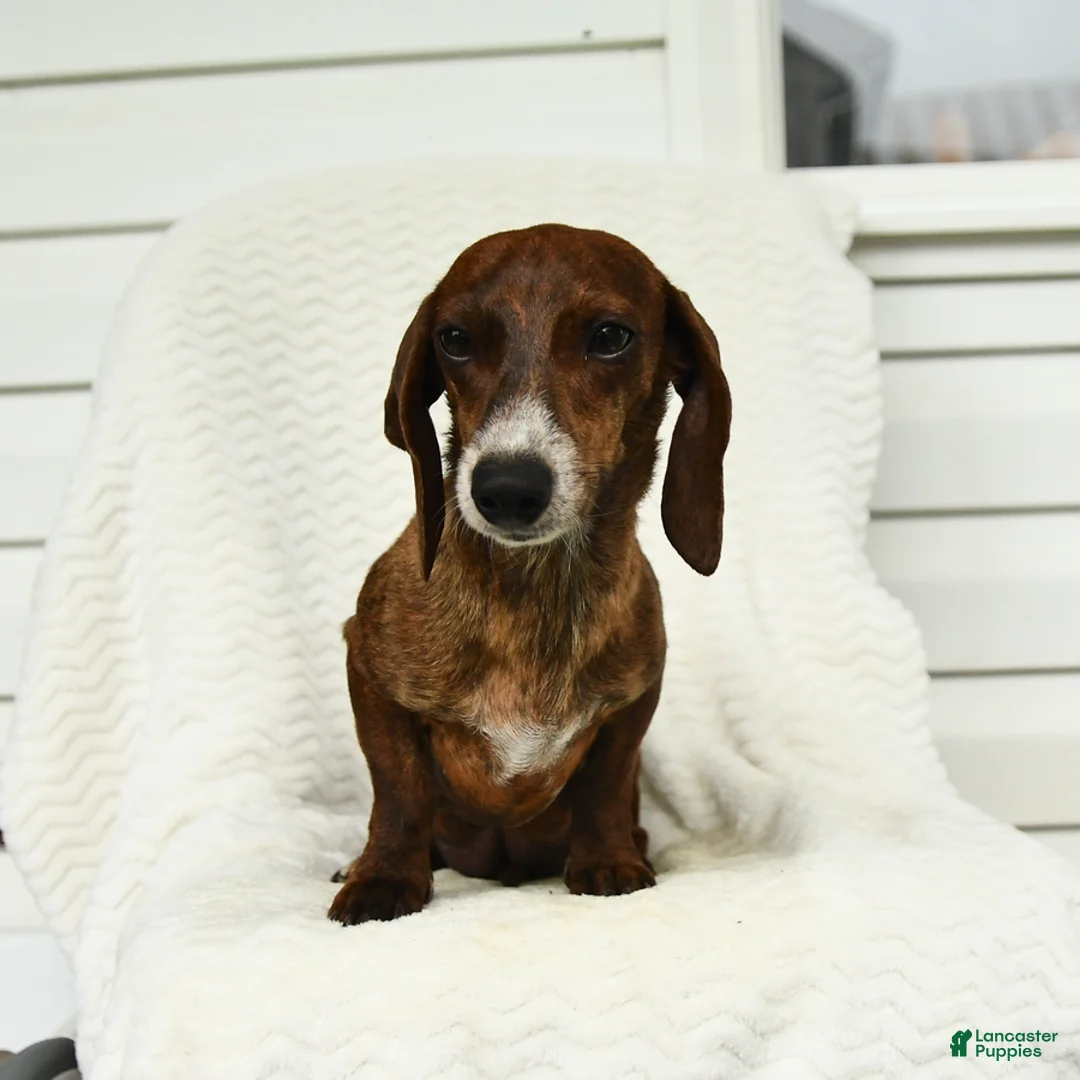 Miniature Dachshund dogs for sale: Charm  - Ad 4