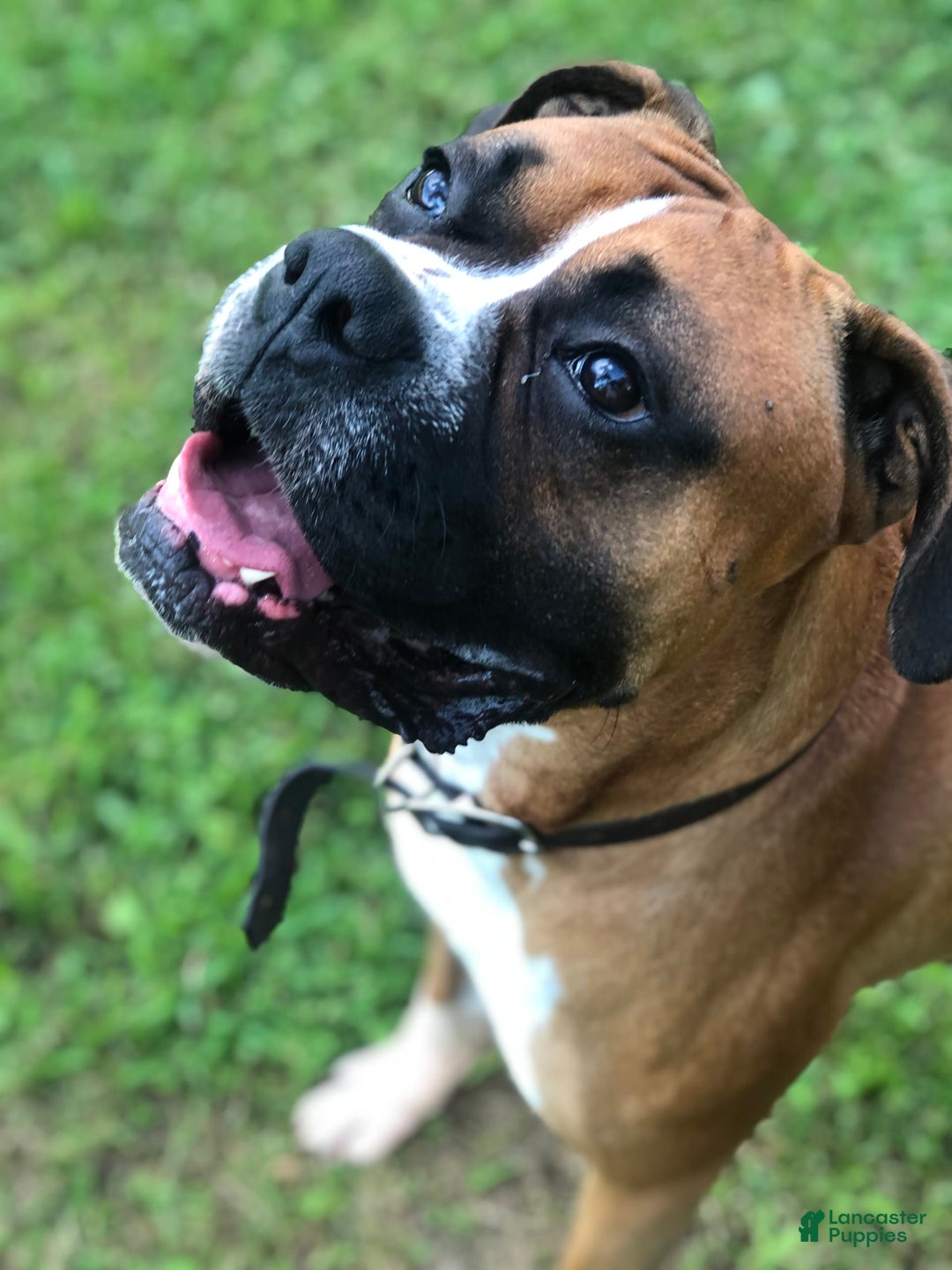 Gallery Image {{count}}