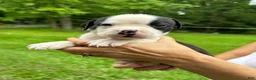 American Bulldog dogs for sale: Female 5 - Ad 2