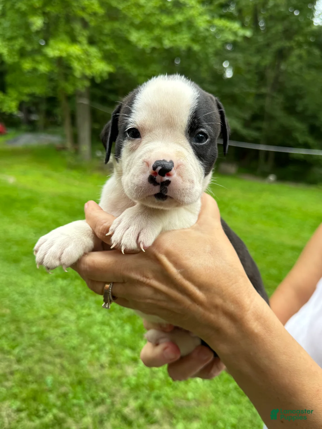 American Bulldog dogs for sale: Female 5 - Ad 2
