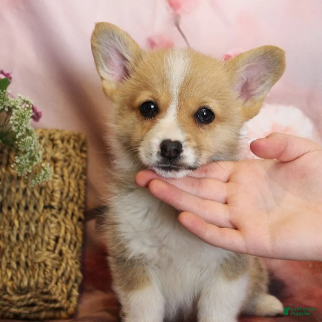 Welsh Corgi Pembroke dogs for sale: Scout - Ad 1
