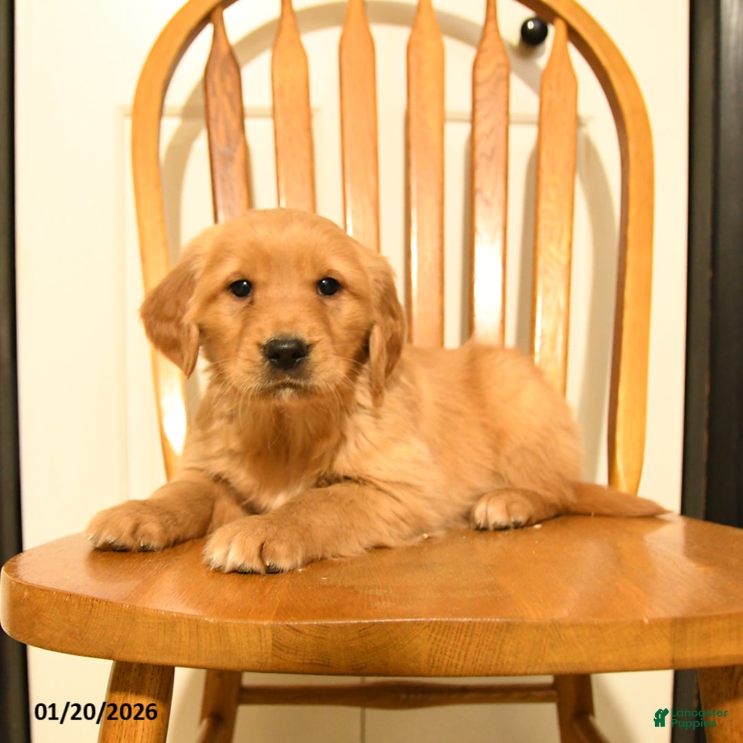 Golden Retriever dogs for sale: Bach - Ad 4