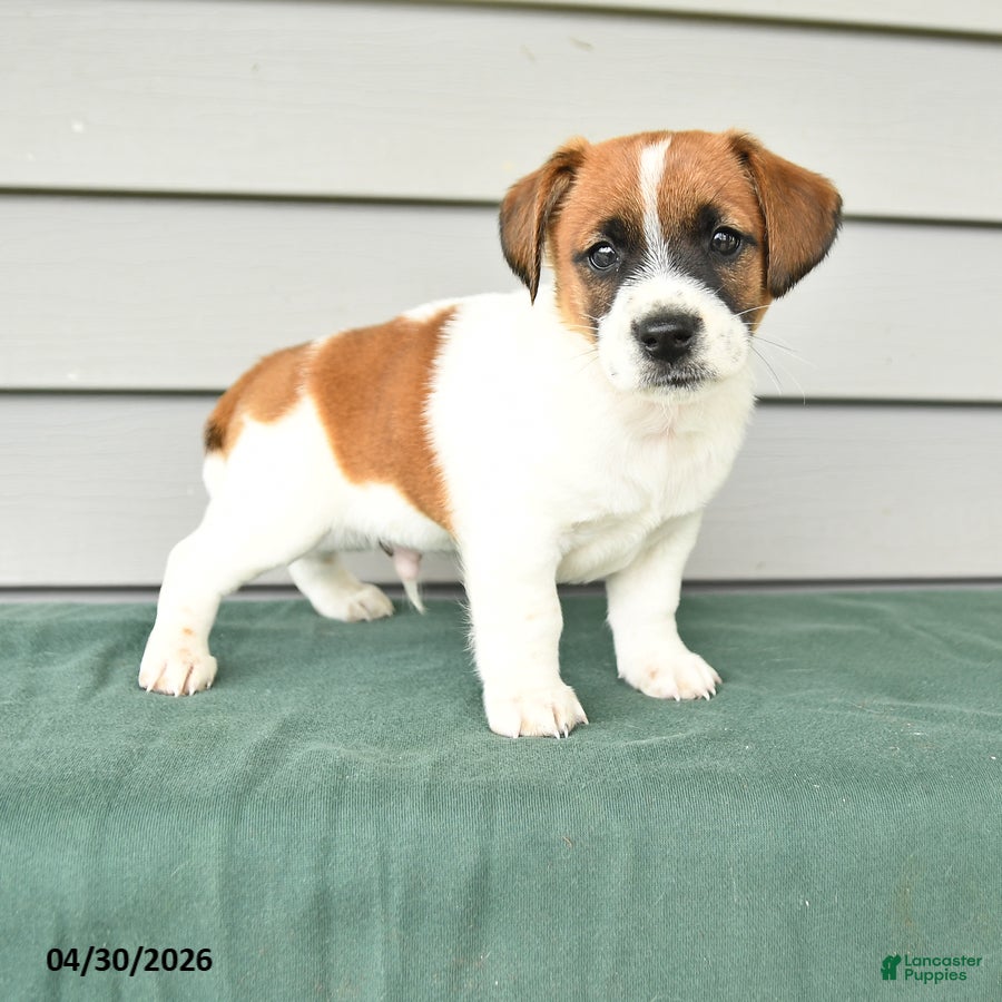 Jack Russell Terrier dogs Fitz - Ad 1