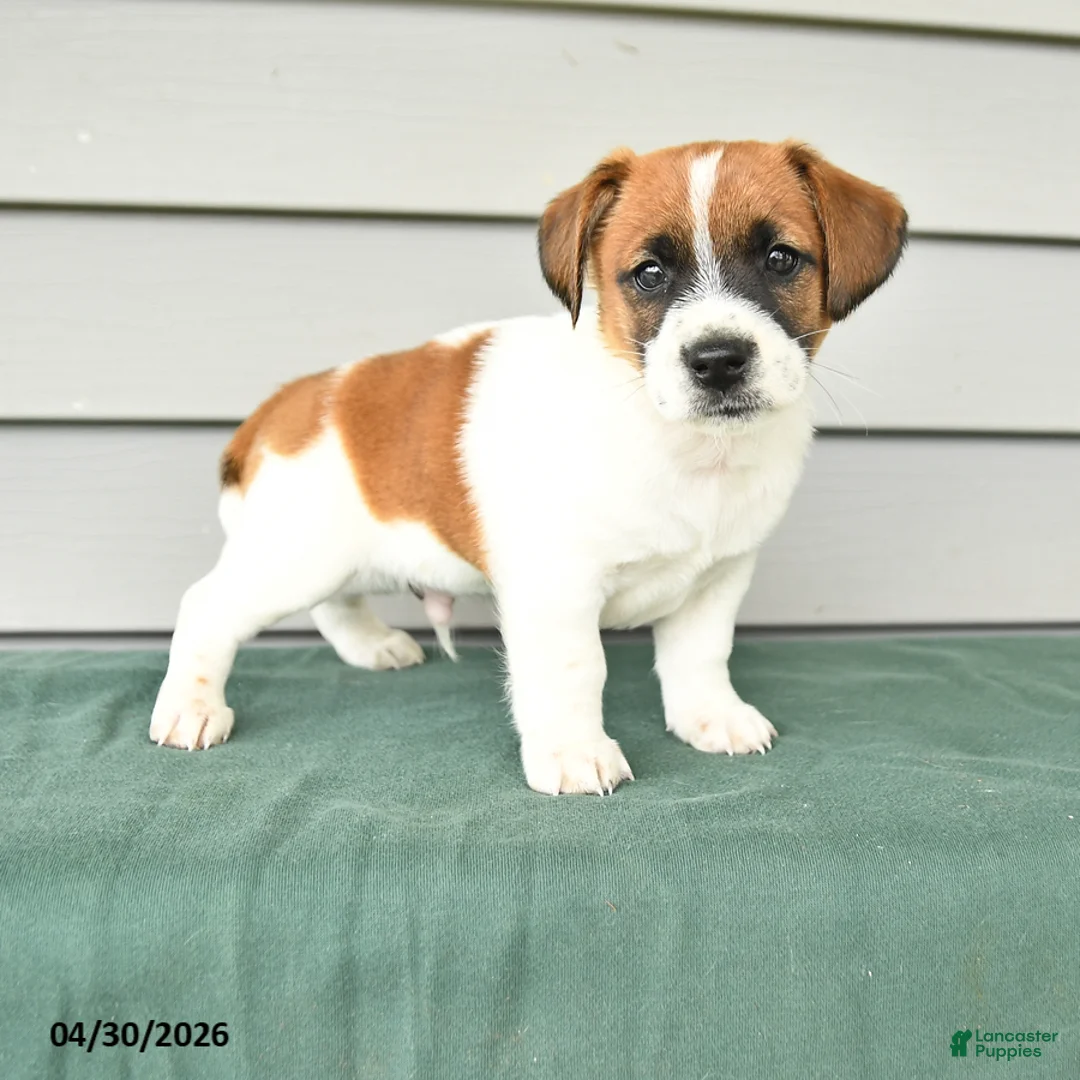 Jack Russell Terrier dogs for sale: Fitz - Ad 1