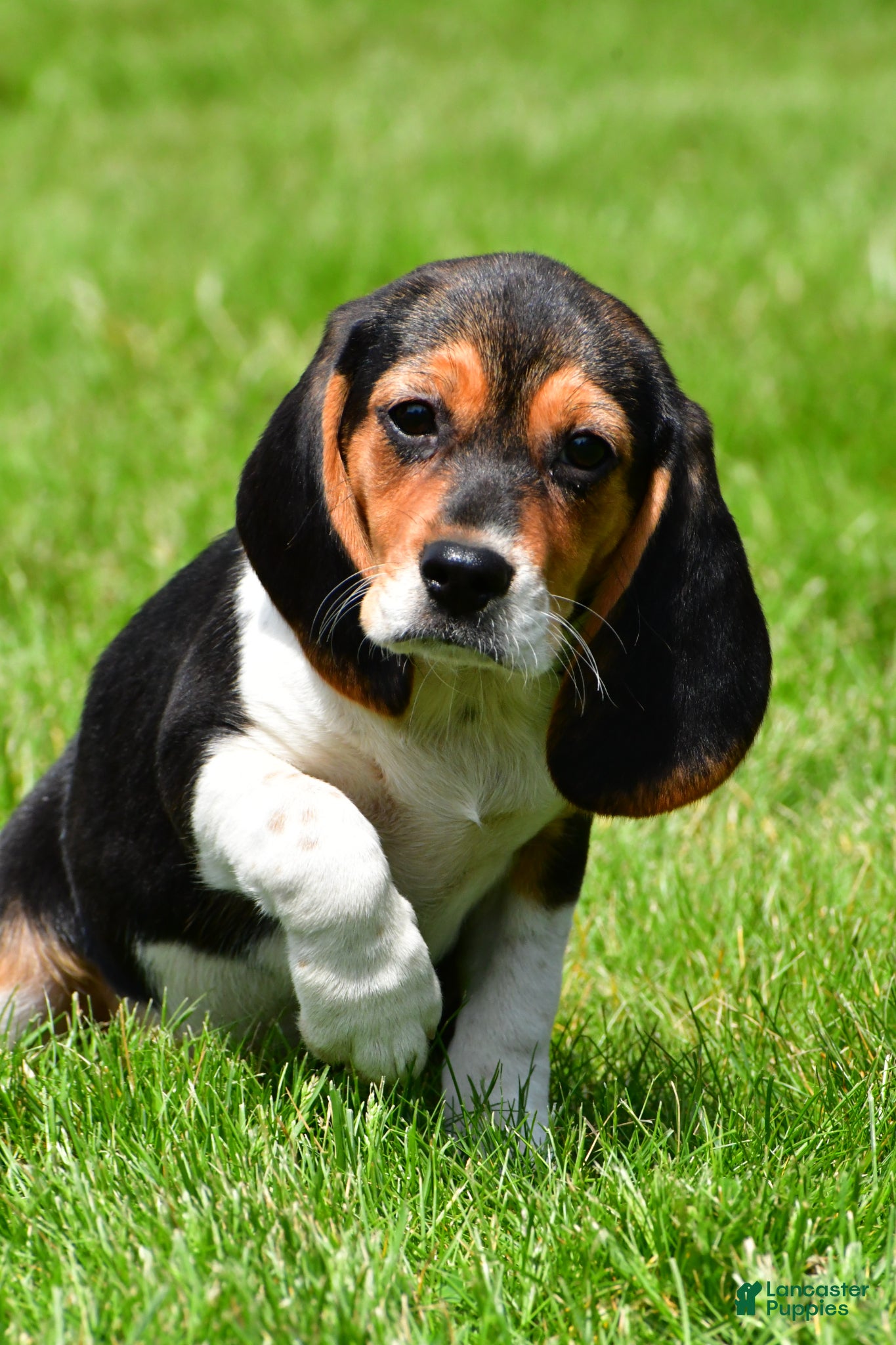 Beagle dogs Goldie - Ad 2