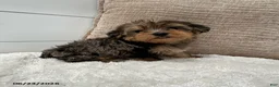 Yorkiepoo dogs for sale: Bandit - Ad 3