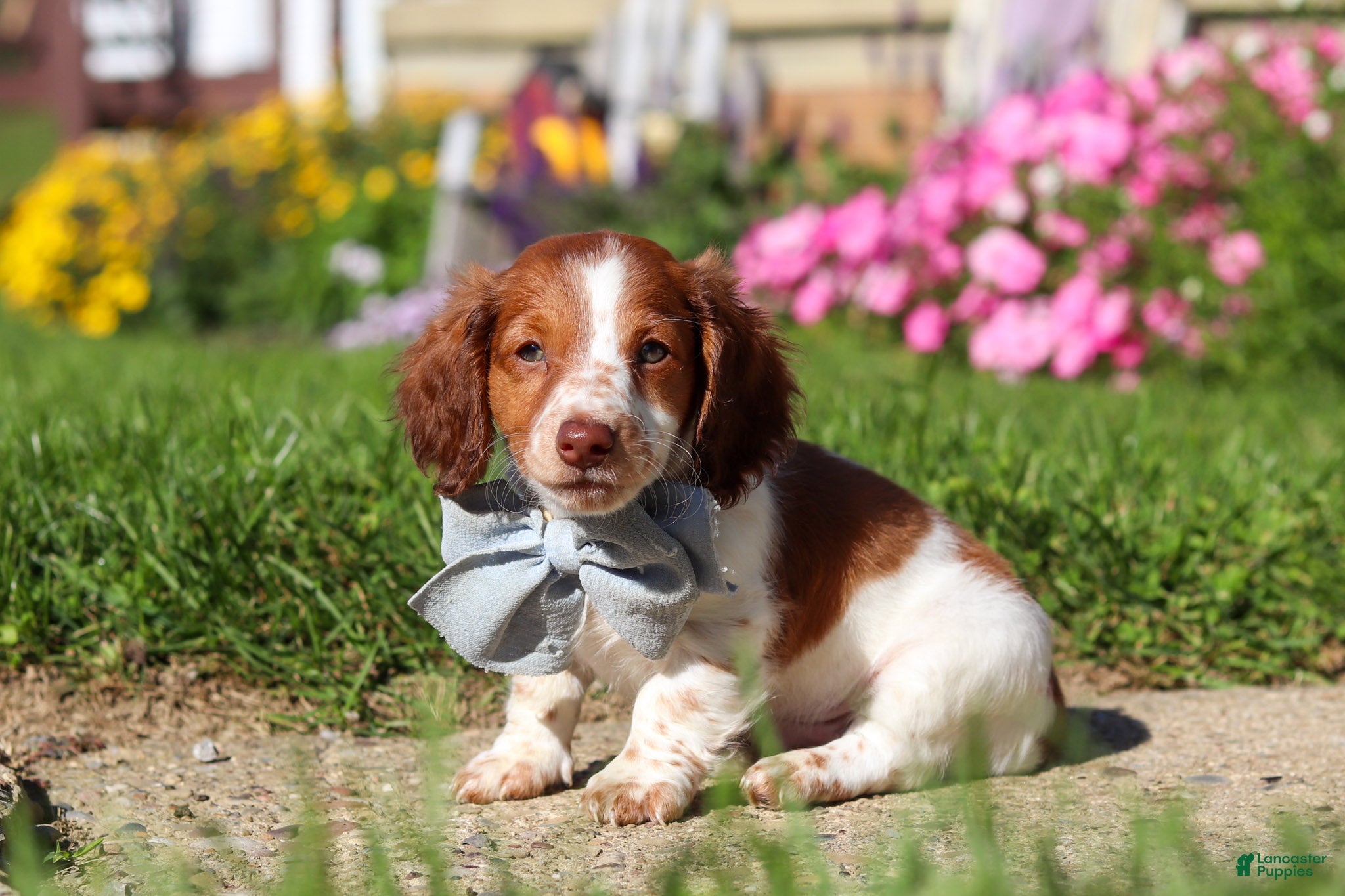 Dachshund dogs Cooper - Ad 1