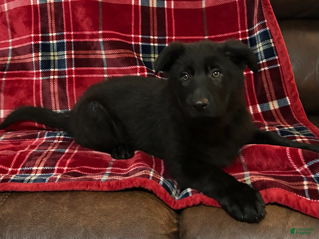 German Shepherd dogs for sale: Cody/Willow Purple - Ad 2