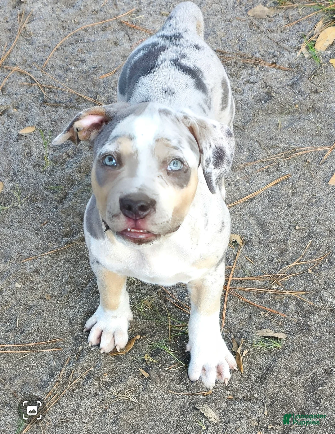 Gallery Image {{count}}