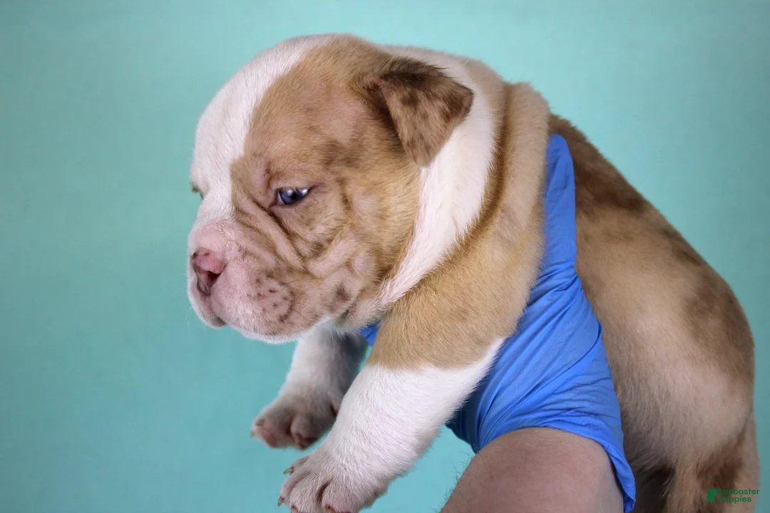American Bully dogs for sale: Chocolate Merle Male - Ad 6