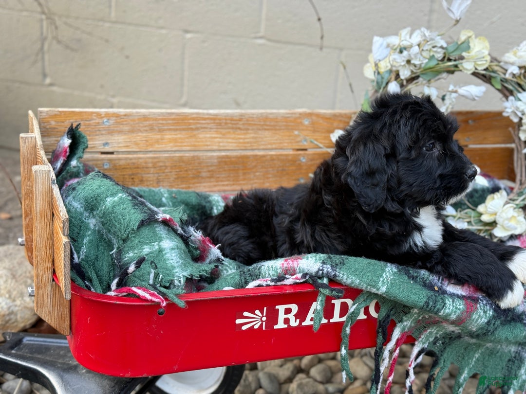 Mixed Breed dogs for sale: Raine - Ad 10