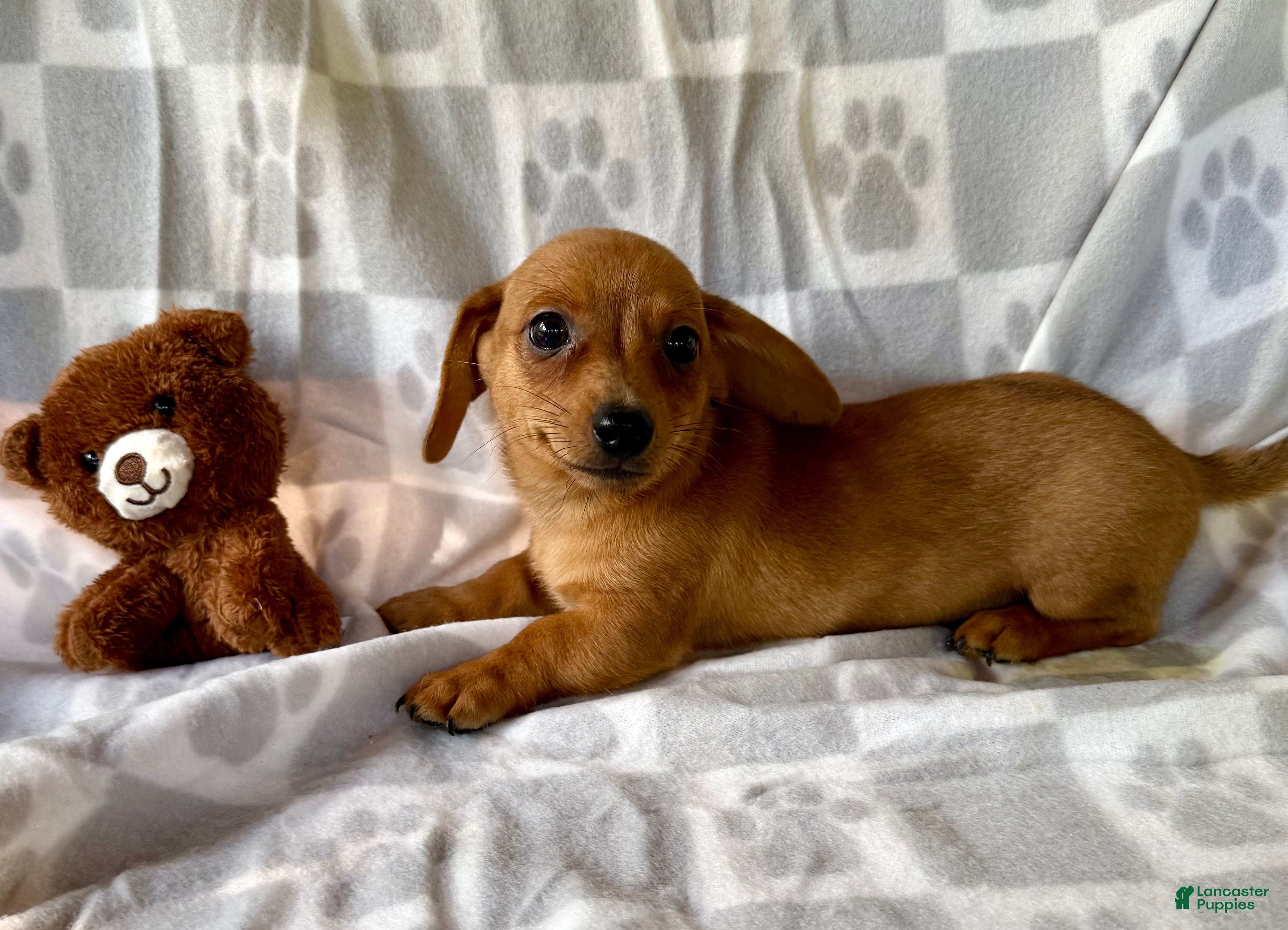 Chiweenie dogs River - Ad 18