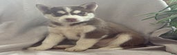Siberian Husky dogs for sale: Louie - Ad 2