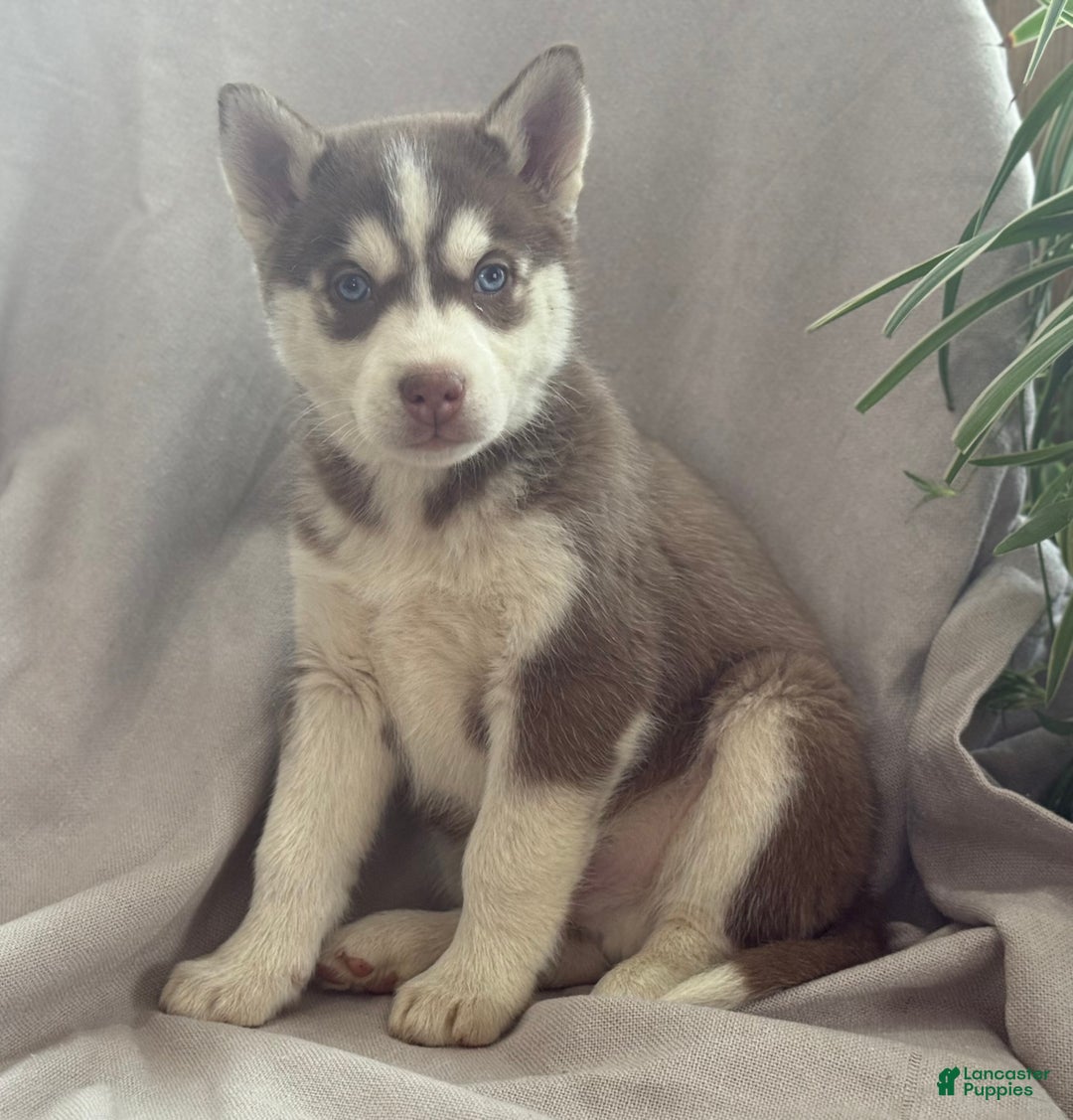 Siberian Husky dogs for sale: Louie - Ad 2