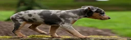 Miniature Pinscher dogs for sale: ANGIE - Ad 8