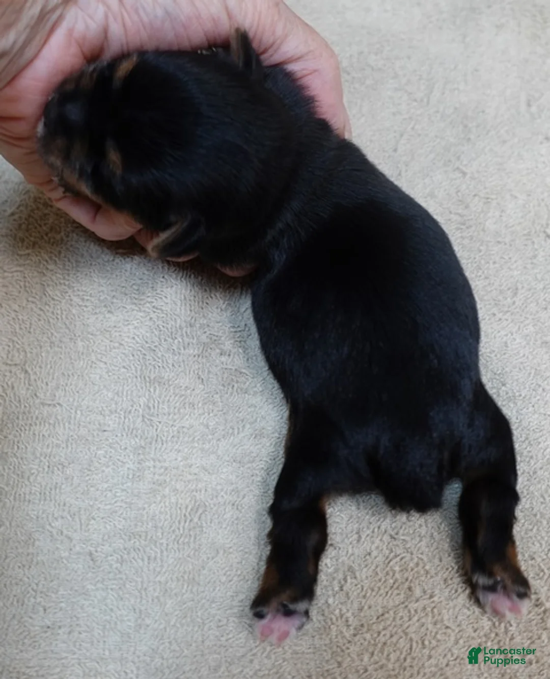 Yorkshire Terrier dogs for sale: Moose - Ad 2