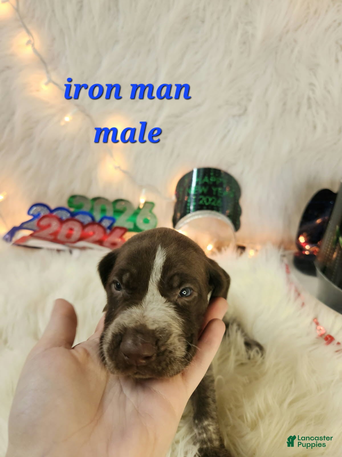 German Shorthaired Pointer dogs Iron Man - Ad 18