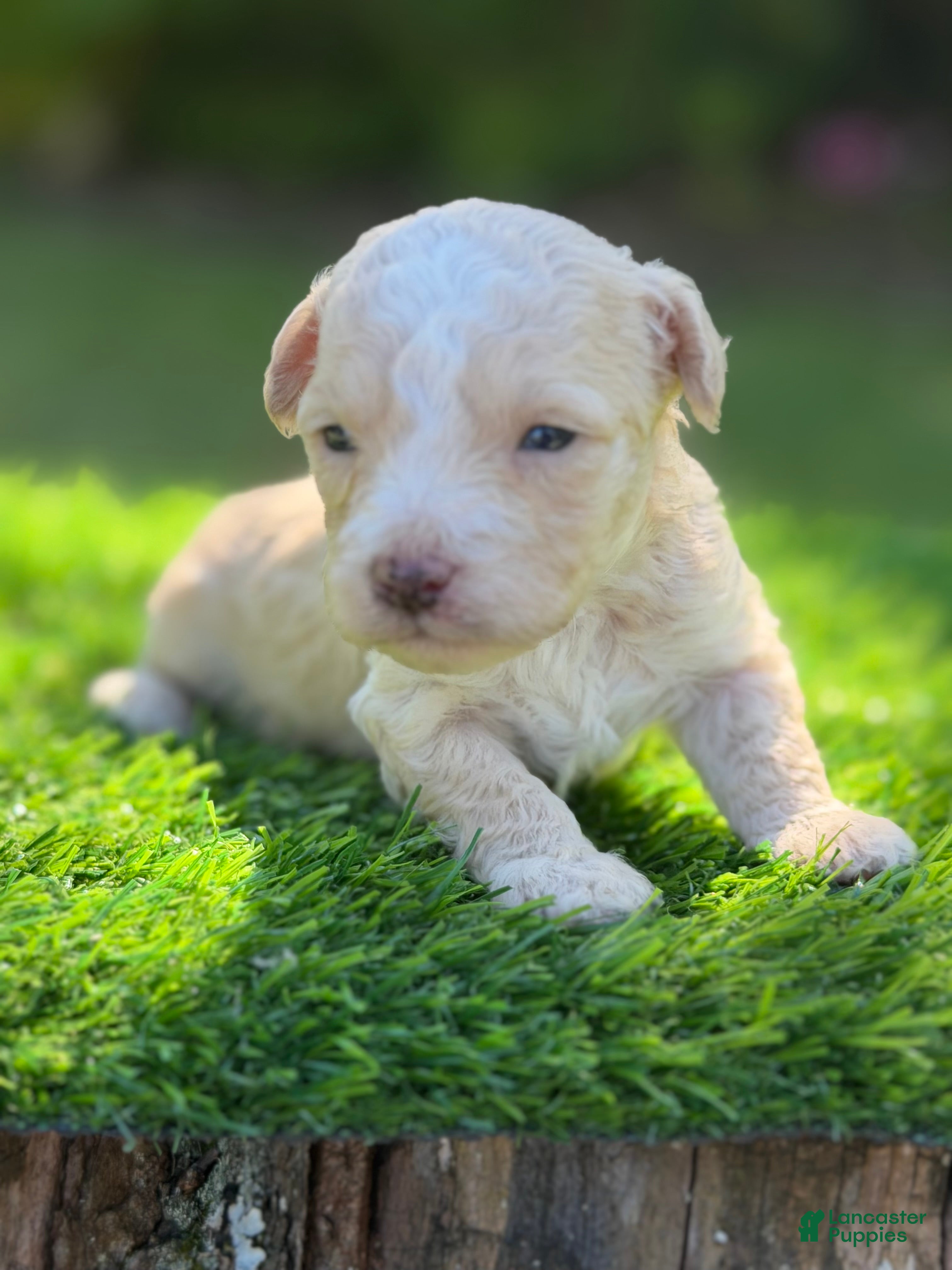 Maltipoo dogs jasper - Ad 2