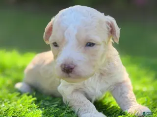 Maltipoo dogs jasper - Ad 2
