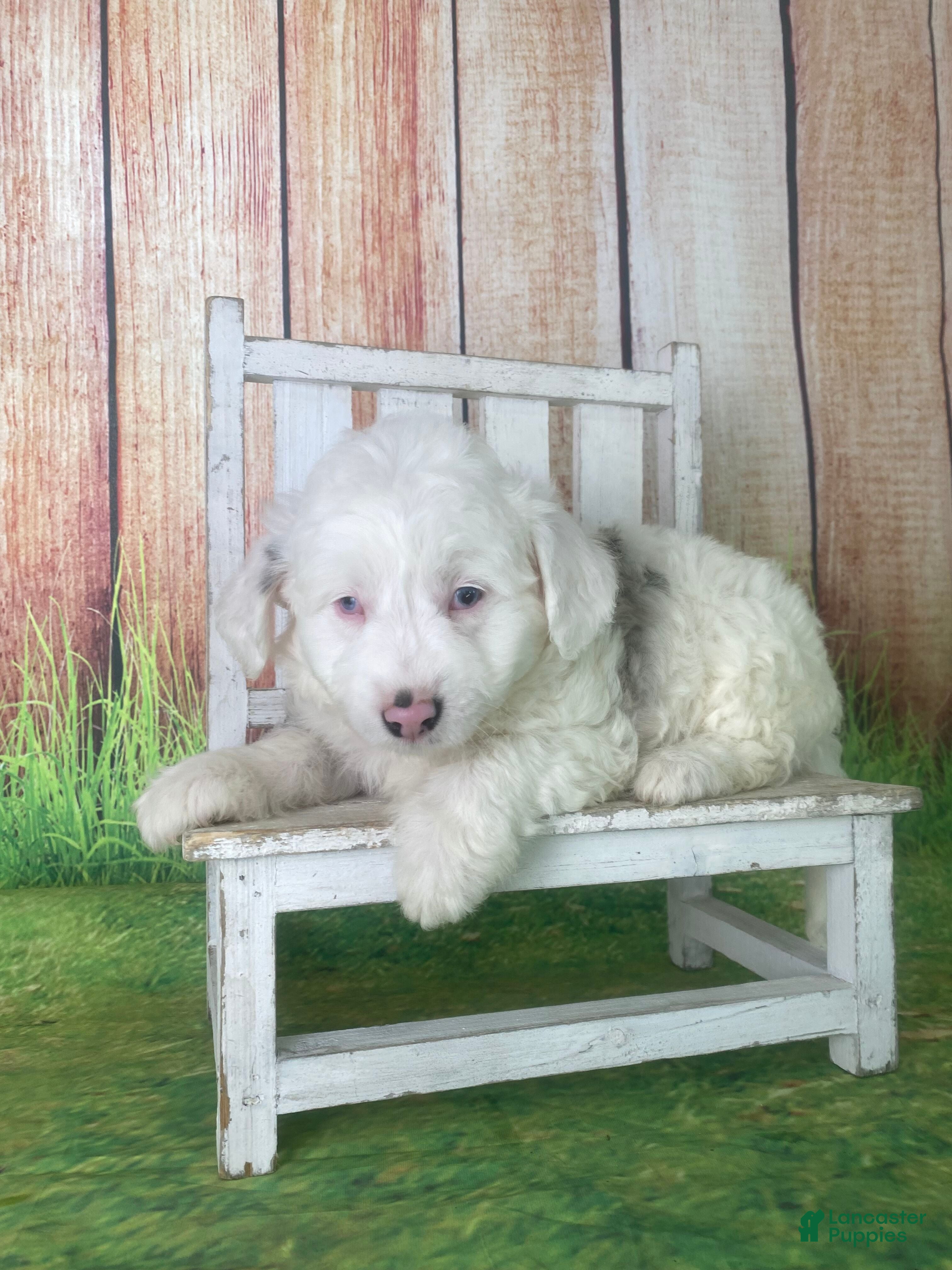 Mini Aussiedoodle dogs Giovanni - Ad 6