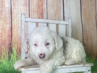 Mini Aussiedoodle dogs Giovanni - Ad 14
