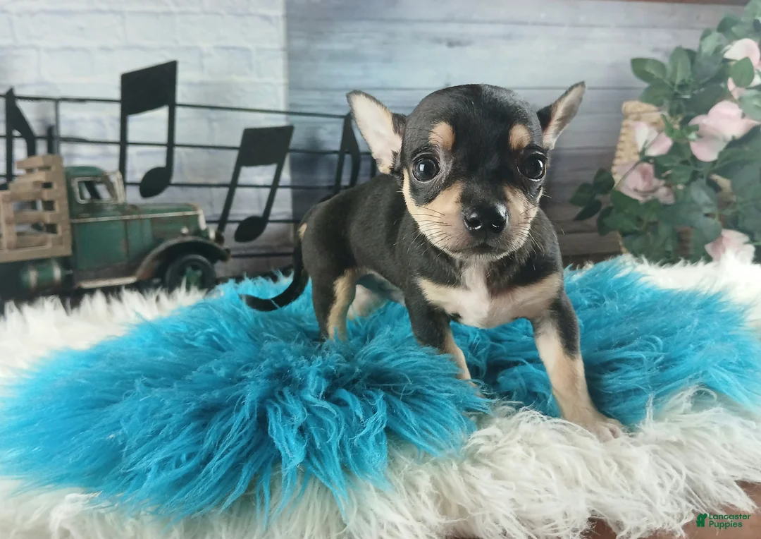 Chihuahua dogs for sale: Tiny blk tan boy Hand Delivery  - Ad 2