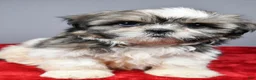 Shih Tzu dogs for sale: Trevor - Ad 6
