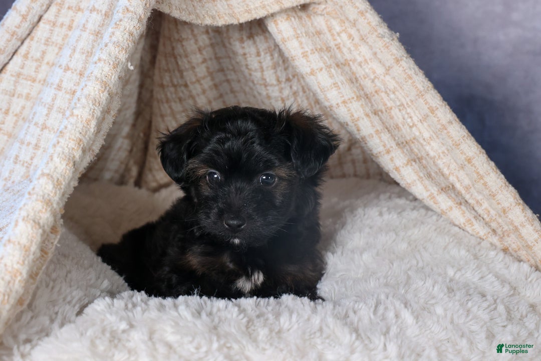 Mini Aussiedoodle dogs for sale: Snickers - Ad 15