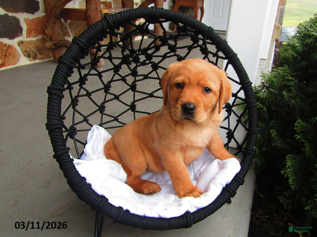 Labrador Retriever dogs for sale: Kelly - Ad 1