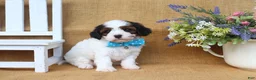 Cavapoo dogs for sale: Dakota - Ad 3