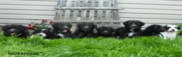 Schnoodle dogs for sale: Bonnie - Ad 5