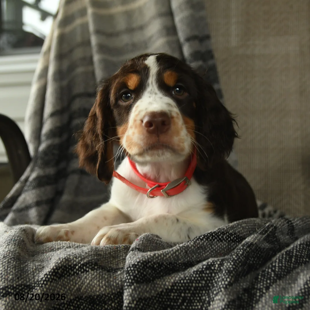 English Springer Spaniel dogs for sale: Escape - Ad 2