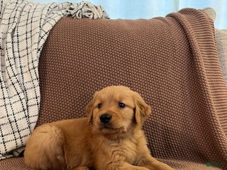 Golden Retriever dogs - Ad 17