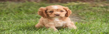  Anna Cocker Spaniel 