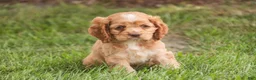 Cocker Spaniel dogs for sale:  Anna Cocker Spaniel  - Ad 1