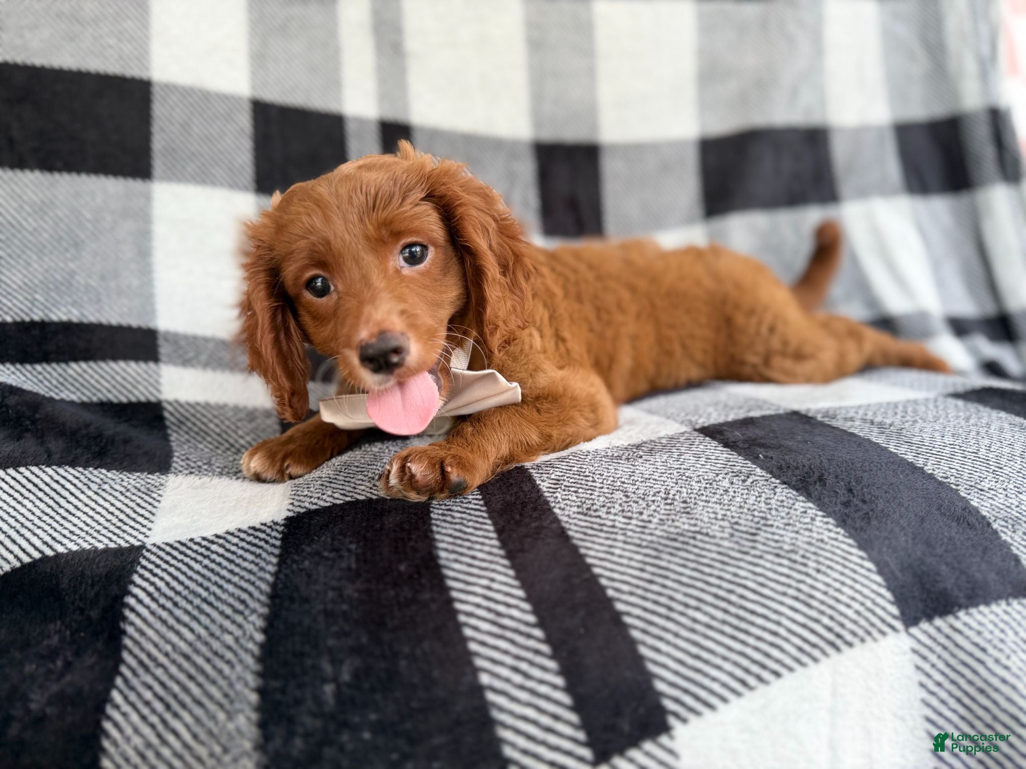 Cavapoo dogs Royal - Ad 2