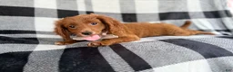 Cavapoo dogs for sale: Royal - Ad 2