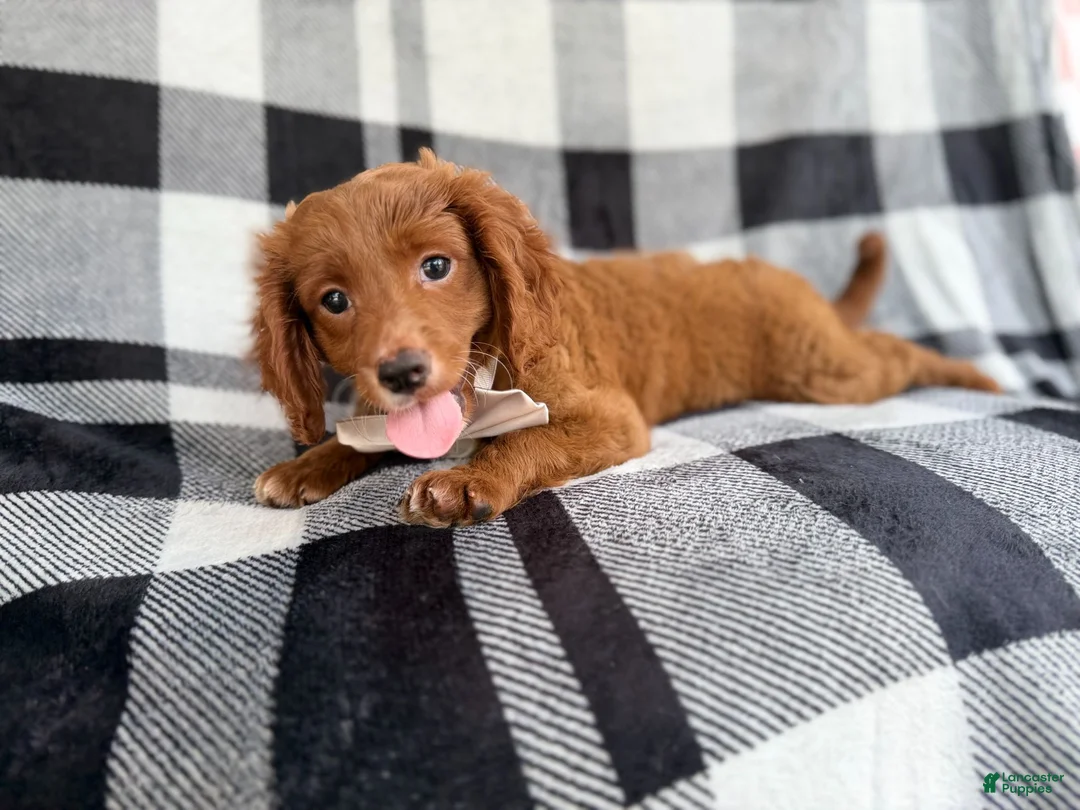 Cavapoo dogs for sale: Royal - Ad 2