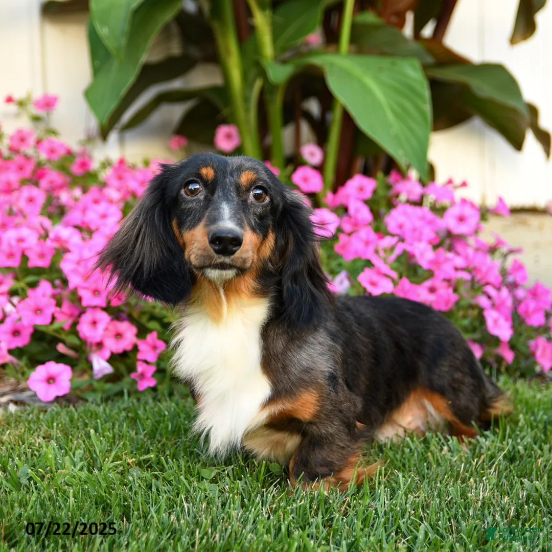 Dachshund dogs for sale: Teddy Bear - Ad 3