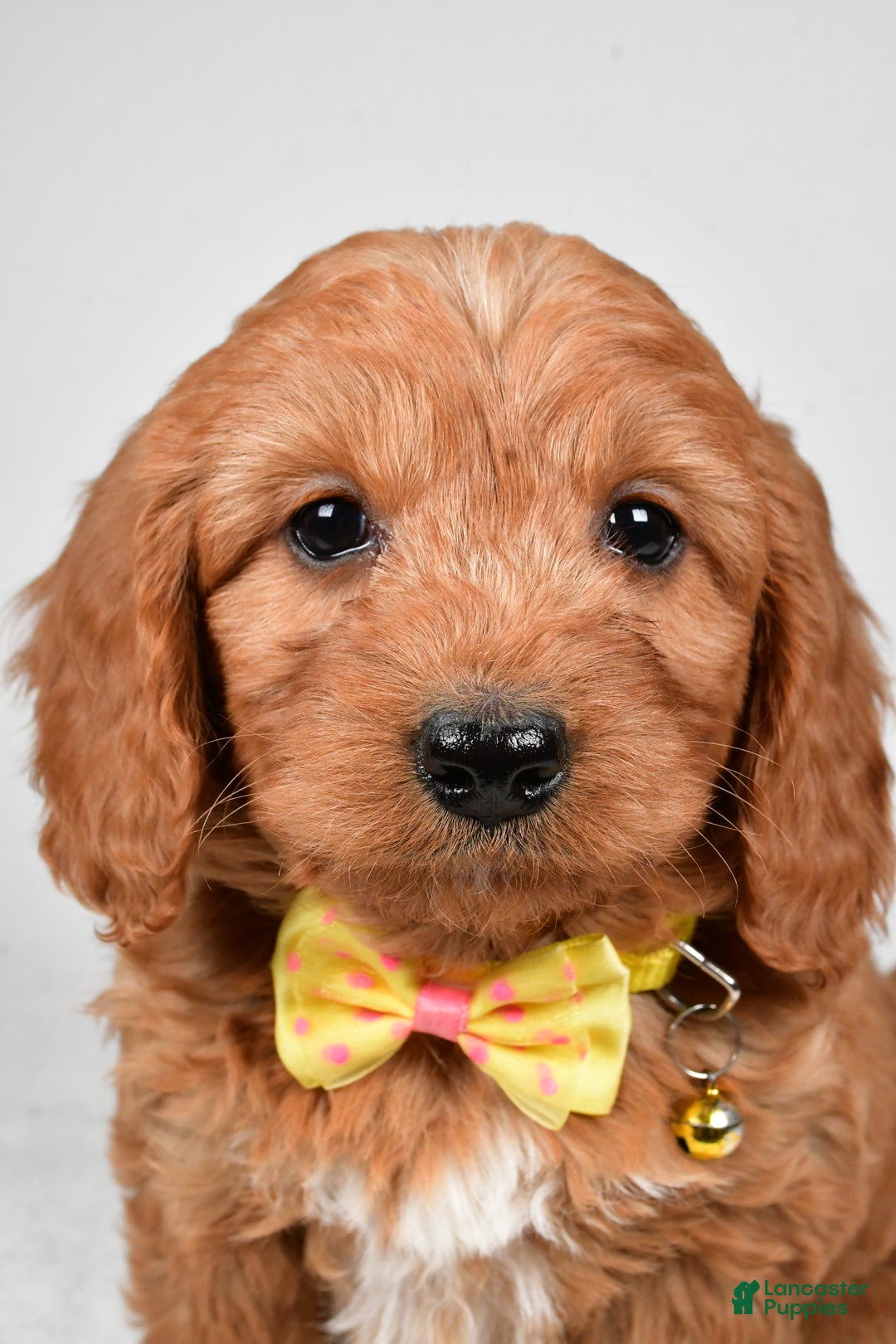 Mini Goldendoodle dogs for sale: Ripley f one b - Ad 7