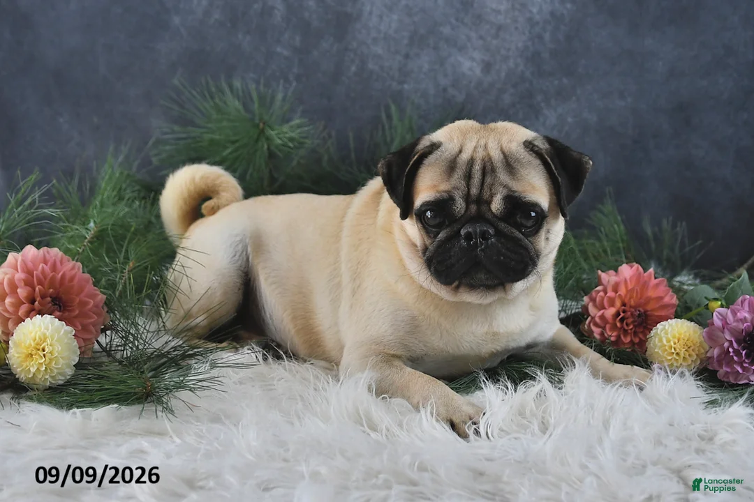 Pug dogs for sale: Ned - Ad 7