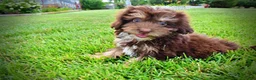 Havapoo dogs for sale: Frisky - Ad 14