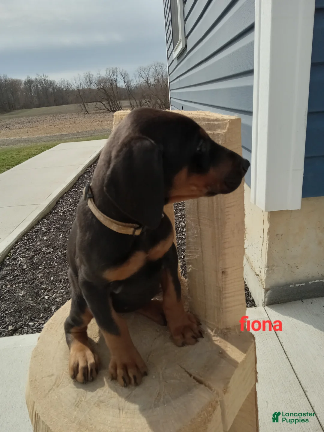 Doberman Pinscher dogs for sale: Fiona - Ad 2