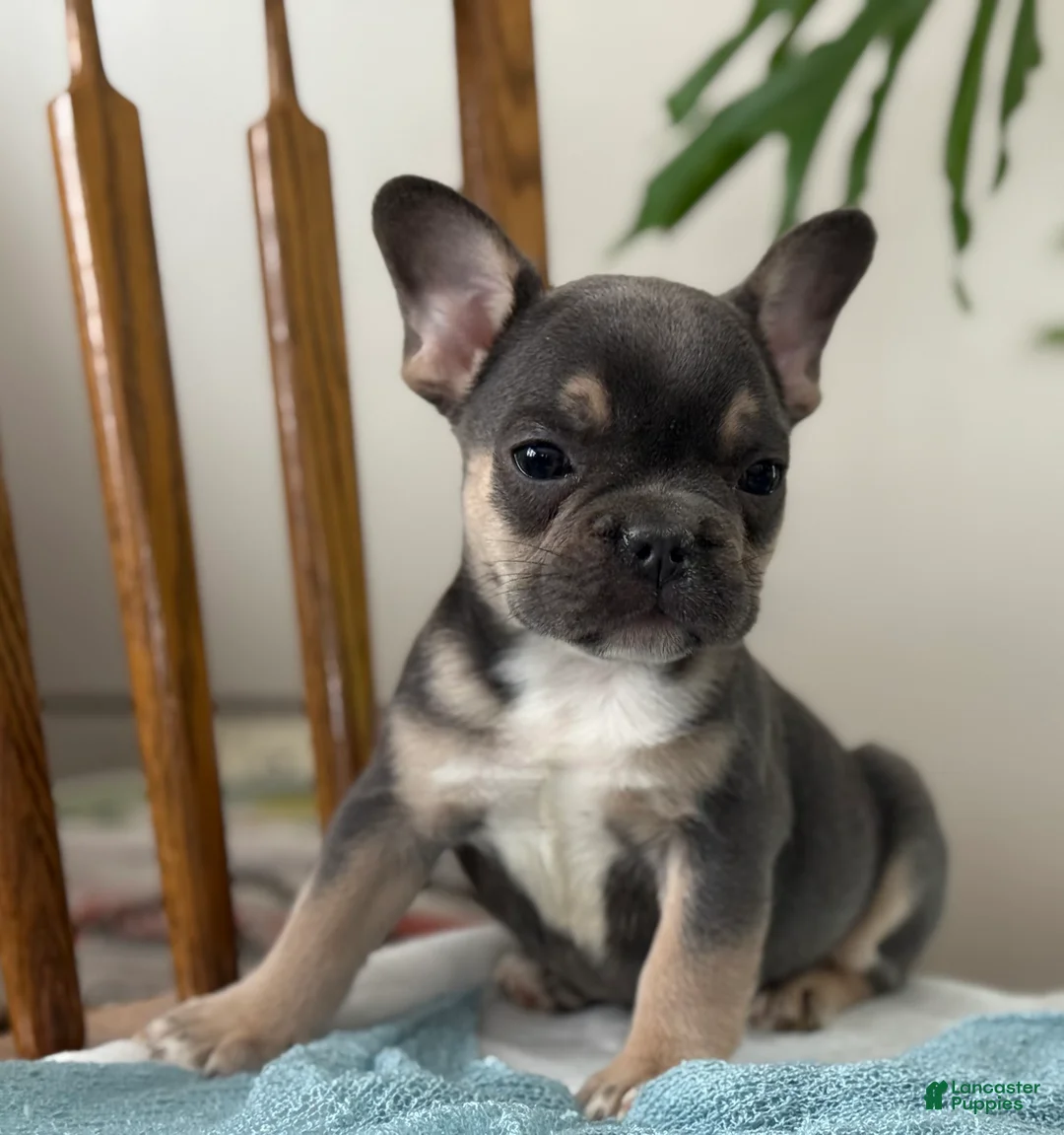 French Bulldog dogs for sale: Wyatt - Ad 4