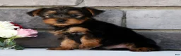 Morkie dogs for sale: Otis - Ad 9