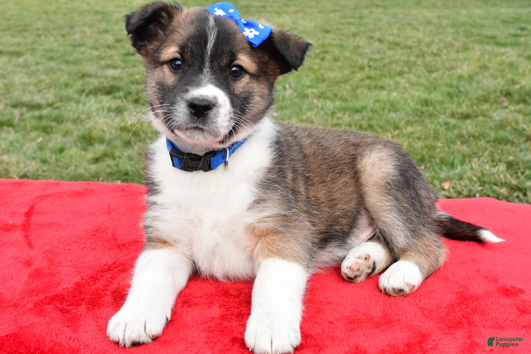 Mixed Breed dogs for sale: Max - Ad 4